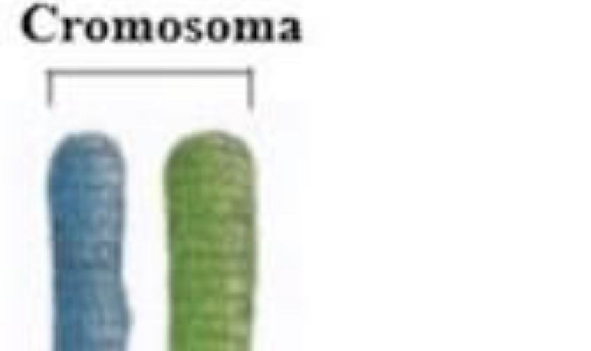 Quanti Cromatidi ci sono in un cromosoma?