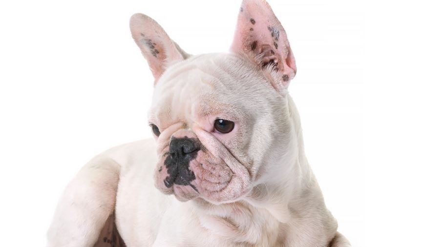 Quanti grammi deve mangiare un bulldog francese di 4 mesi?