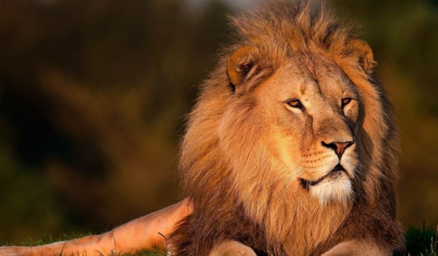 Quanti leoni ci sono nel mondo 2020?