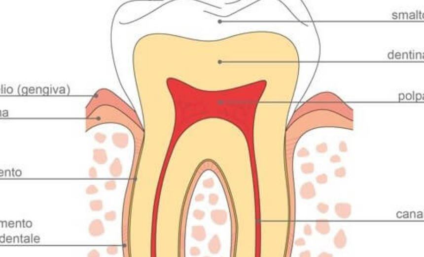 Quanti sono i canali di un dente?