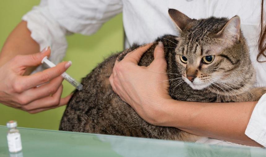 Quanto costa il primo vaccino del gatto?