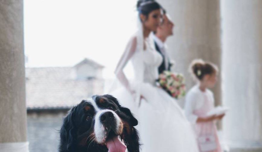 Quanto costa il servizio di Wedding dog Sitter?