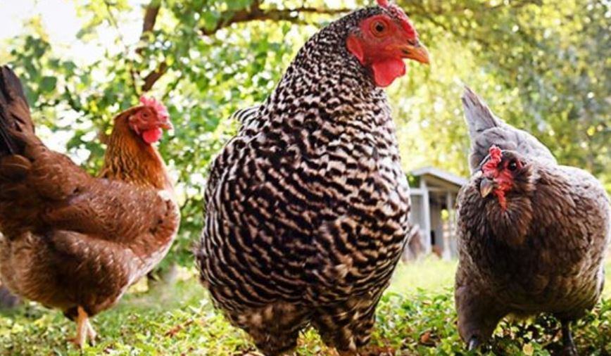 Quanto costa mantenere una gallina ovaiola?