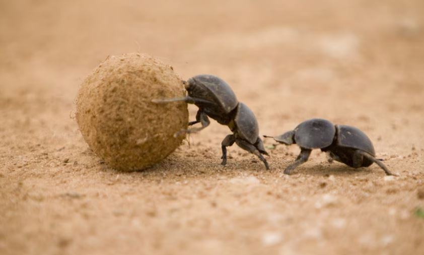 Quanto pesa scarabeo stercorario?