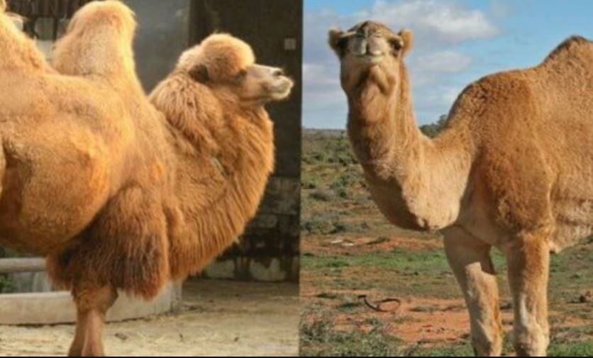 Quanto puo bere un cammello
