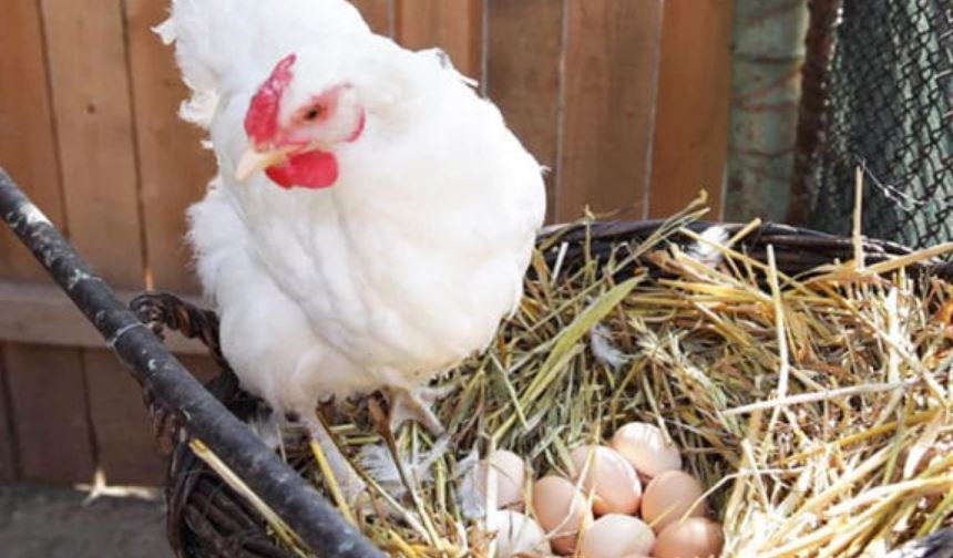 Quanto tempo ci mette una gallina a fare l'uovo?