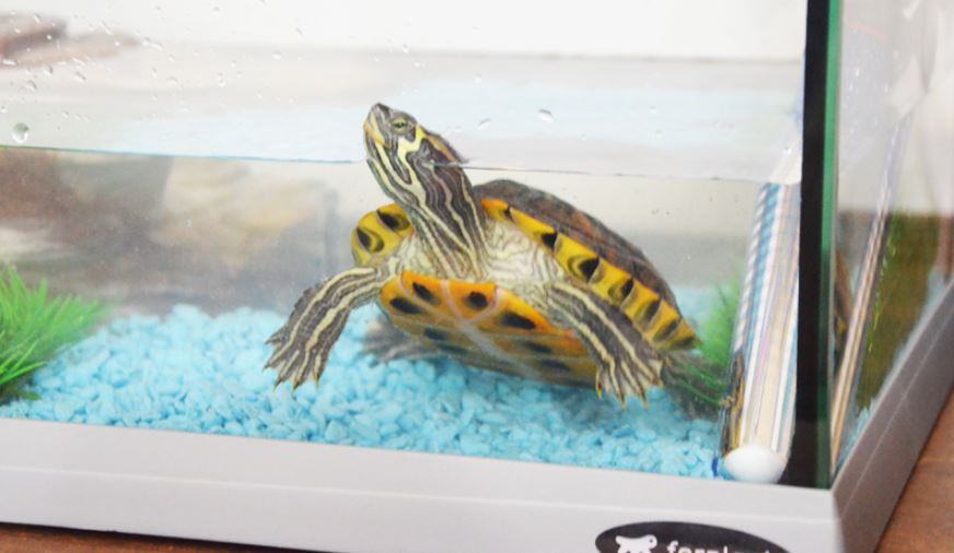 Quanto vive una tartaruga d'acqua domestica?