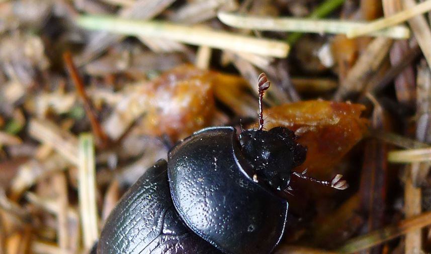 Ricerca su scarabeo stercorario?