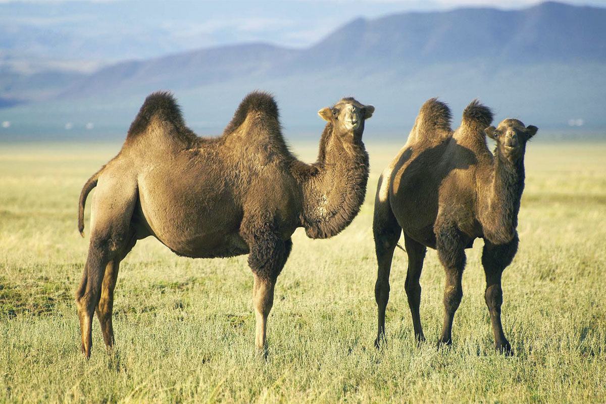 cammelli due gobbe camels two53 humps