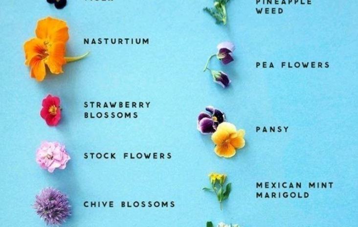 Cosa significa fiori edibili?