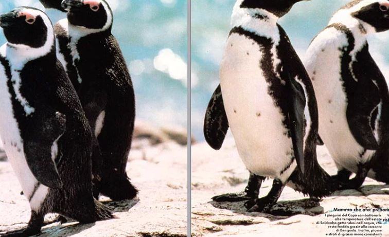 A quale temperatura vivono i pinguini?