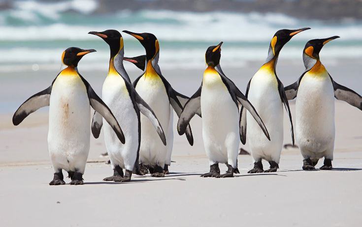 Perché al Polo Nord non ci sono i pinguini?