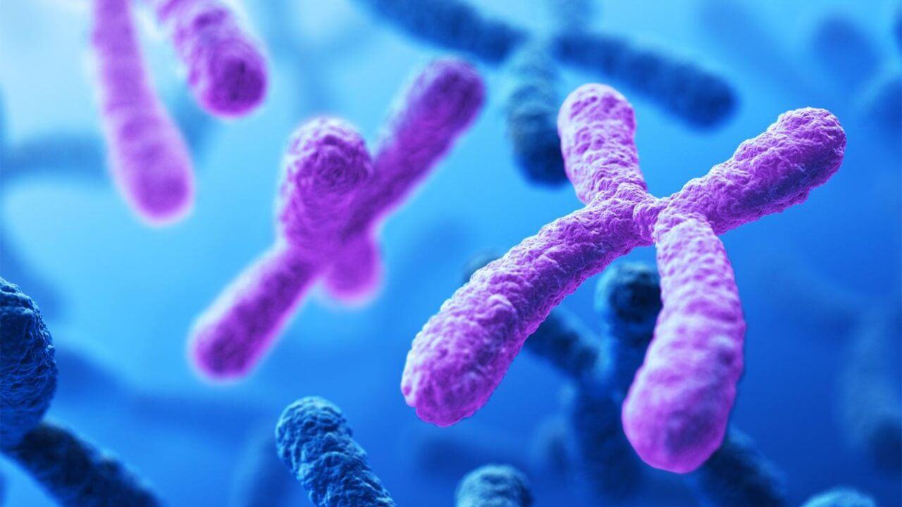per assoluto sequenziato completamente cromosoma umano v3 458240