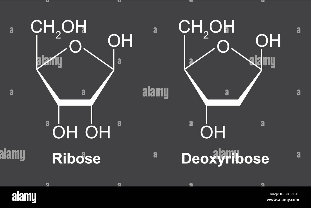 struttura chimica del ribosio e del deo3ssiribosio ribosio vs deossiribosio illustrazione vettoriale 2k30btf