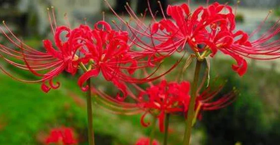 tổng hợp 20 loài hoa đẹp nhất thế giới có 1 loại mọc đầy ở việt nam