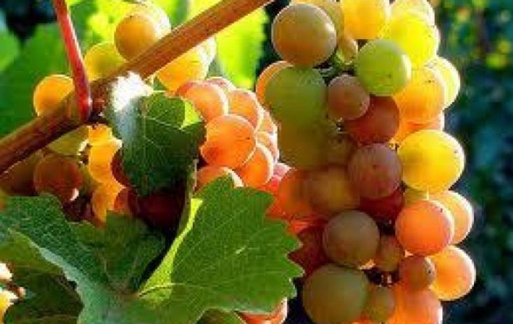 Qual è il diversi colori della buccia dei frutti del vitigno Pinot Grigio?