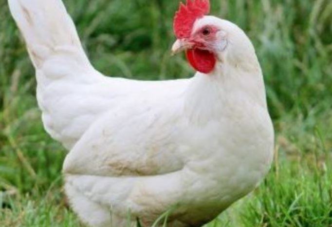 Quali sono le galline che fanno più uova?