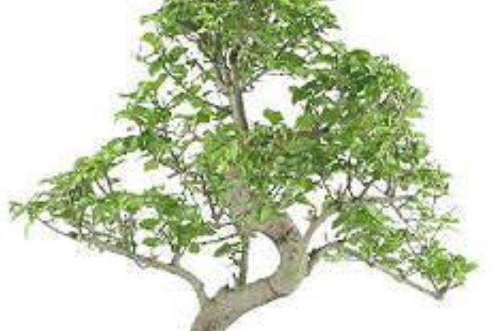 Come curare un bonsai ligustro?