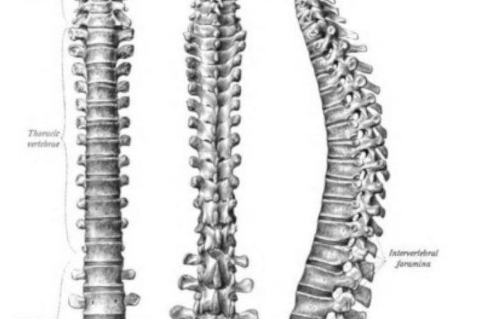 Come si colonna vertebrale a scomporre i numeri?