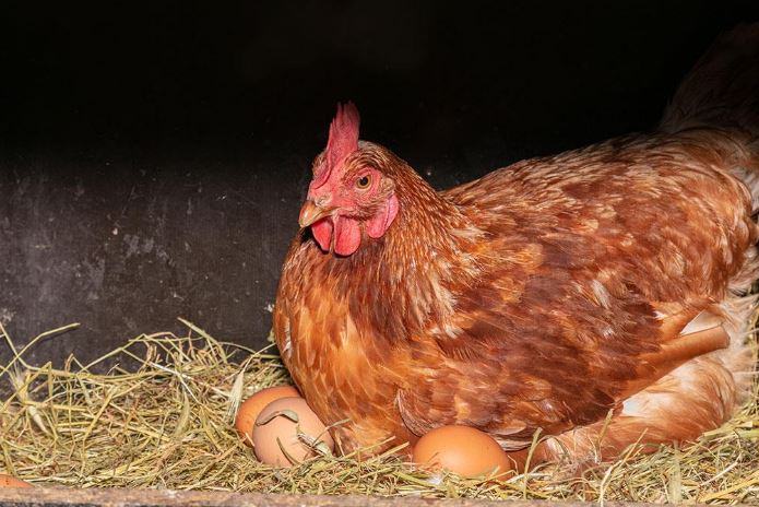 In che lasso di tempo le galline covano le uova?