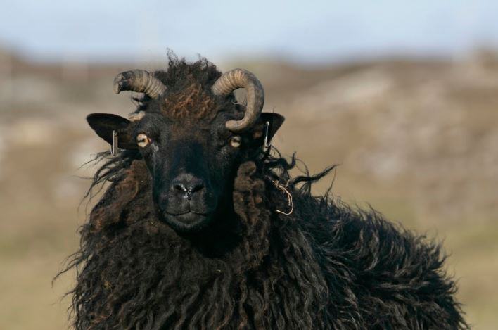 Come si chiamano le pecore nere?