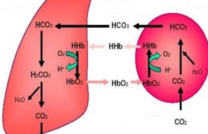 A cosa serve l'anidride carbonica nel flusso sanguigno?