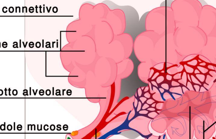 Qual è la attributo degli alveoli polmonari?