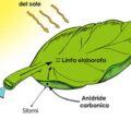 Cosa significa fotosintesi clorofilliana?