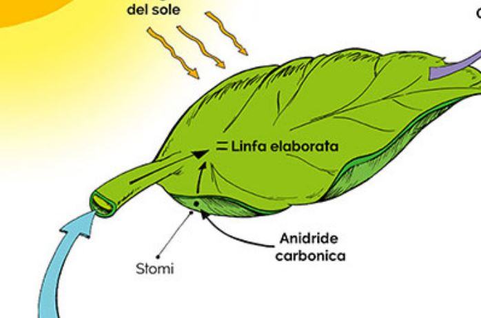 Cosa significa fotosintesi clorofilliana?