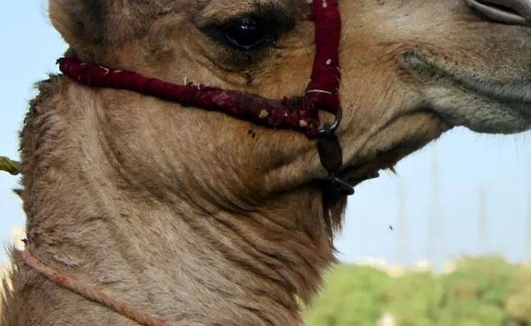 Quanto clima possono continuare ad essere senza acqua i cammelli?