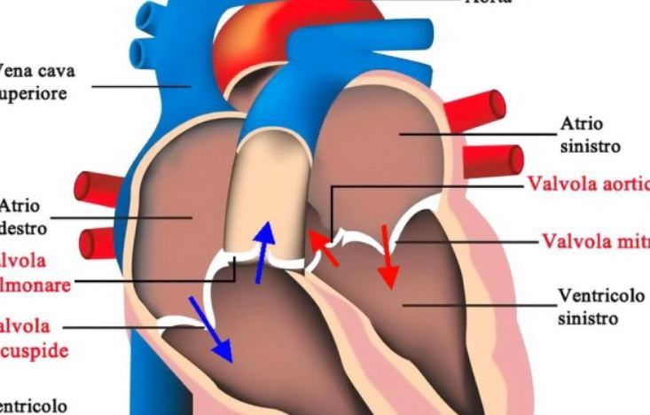 Come aumentare la gittata del cuore?