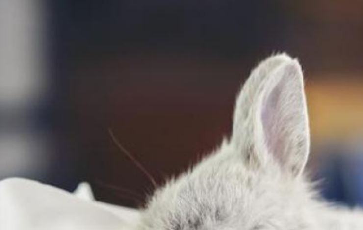 Perché il coniglio fa rumori strani?