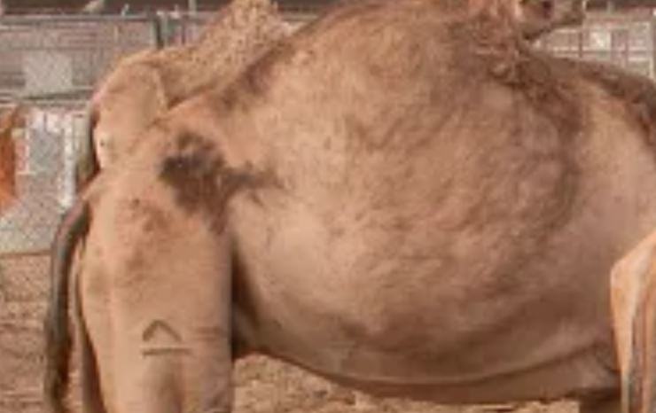 Dove dorme il cammello?