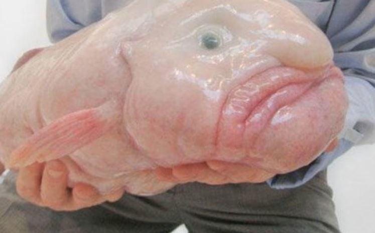 Quanto vive un blob Fish?