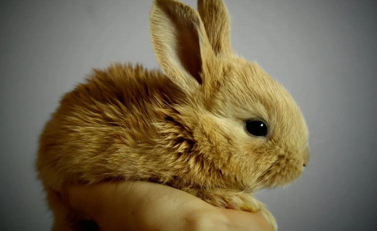 Quanto costa avere un coniglio?