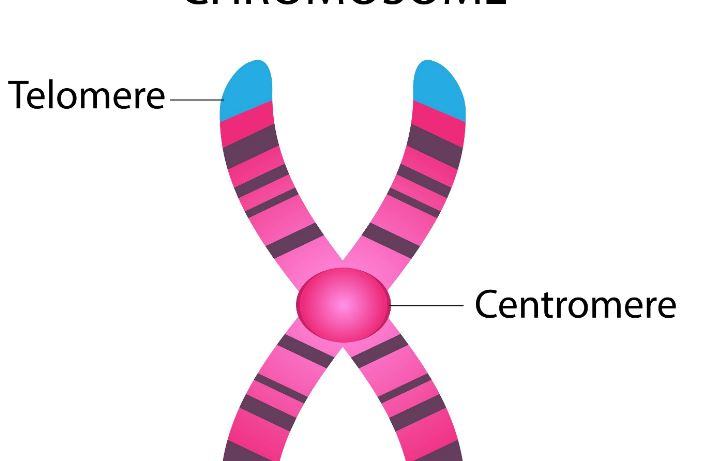 Come vengono ordinati e classificati i cromosomi umani?