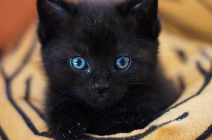 Come chiamare un gatto nero quindi esattamente come circa diversi colori di colore bianco?