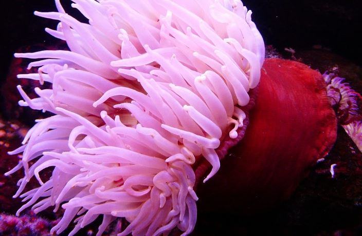 Che animale domestico è l'anemone all'incirca di fronte alla spiaggia?