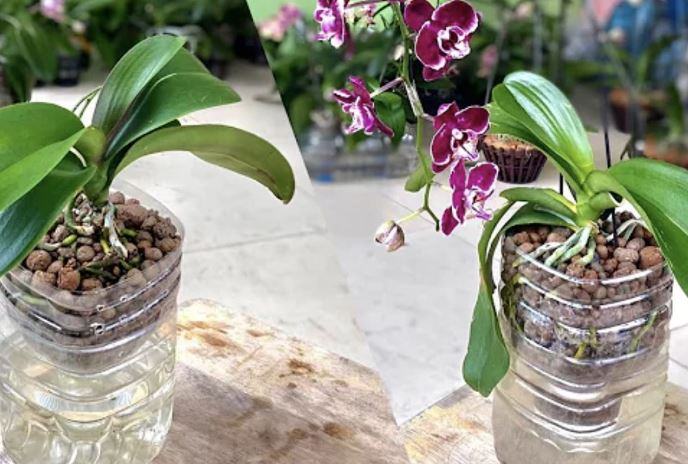 Come curare le orchidee in a bottiglia in a condominio?