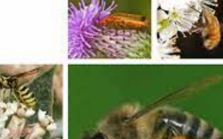Quali sono gli insetti che provvedono all impollinazione?