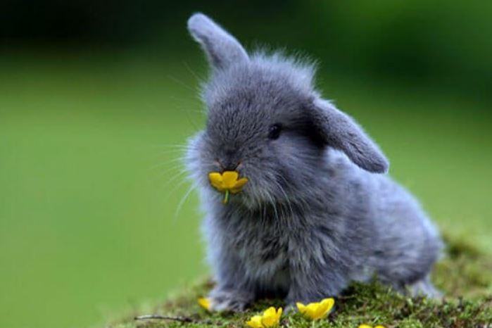 Quanto dura un coniglio ariete nano?