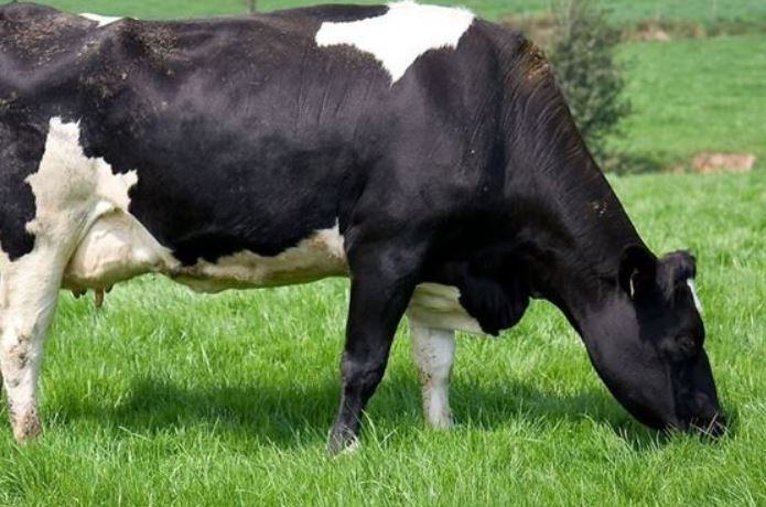 Cosa significa pascolare le mucche?